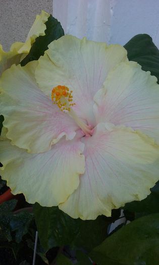 26 aug. 2015 - HIBISCUSI 2015