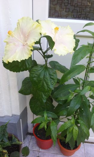 20150826_142106 - Hibiscus Moorea Gray Crepe