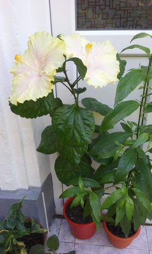 20150826_142109 - HIBISCUSI 2015