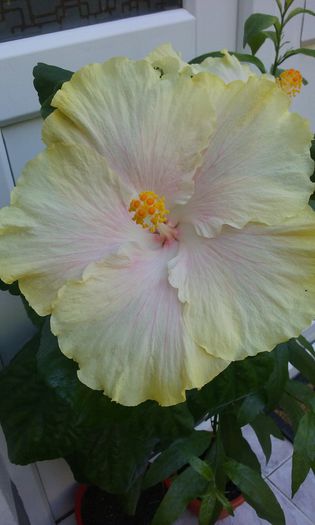 20150826_142117 - Hibiscus Moorea Gray Crepe