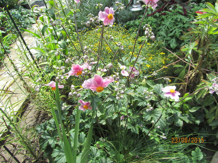 Anemone hupehensis - Flori de gradina-2015Vara