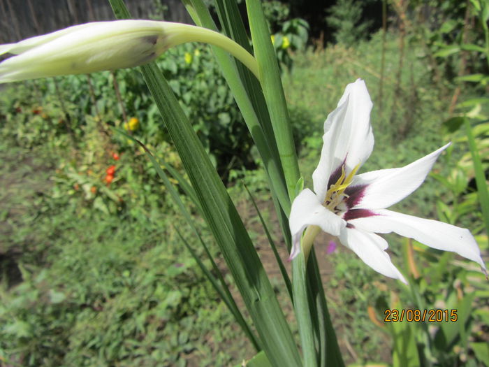 Acidanthera murielae - Flori de gradina-2015Vara