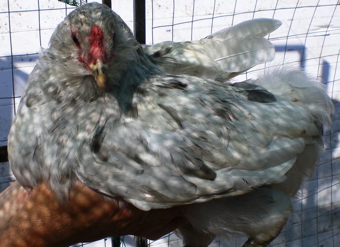 IMGP0358 - Araucana august 2015