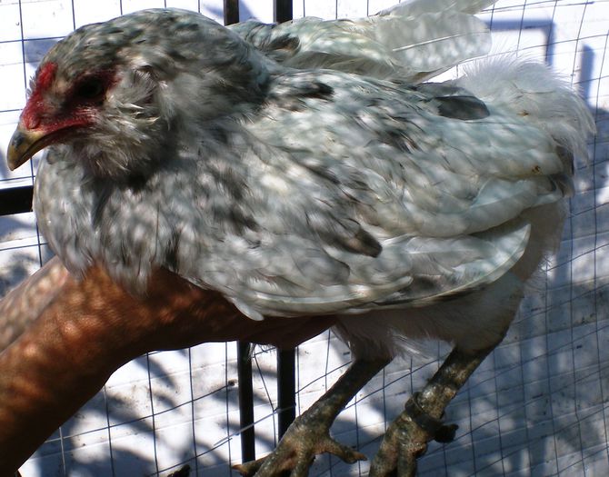 IMGP0359 - Araucana august 2015