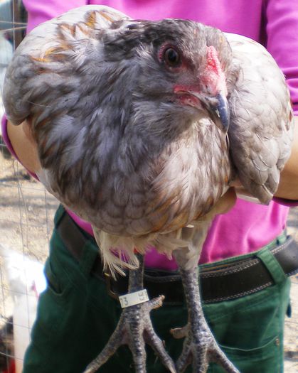 IMGP0363 - Araucana august 2015