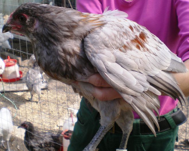 IMGP0364 - Araucana august 2015