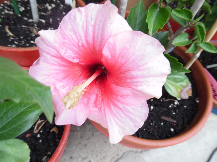 022 - Hibiscus 2015
