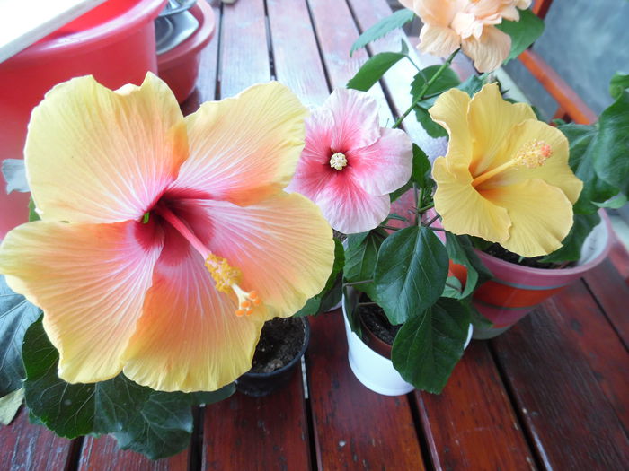 prim plan cosmic dancer - Hibiscus 2015