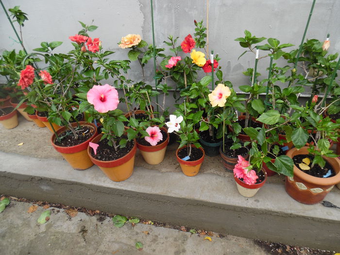 032 - Hibiscus 2015