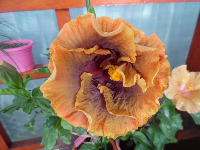 gator pride - Hibiscus 2015
