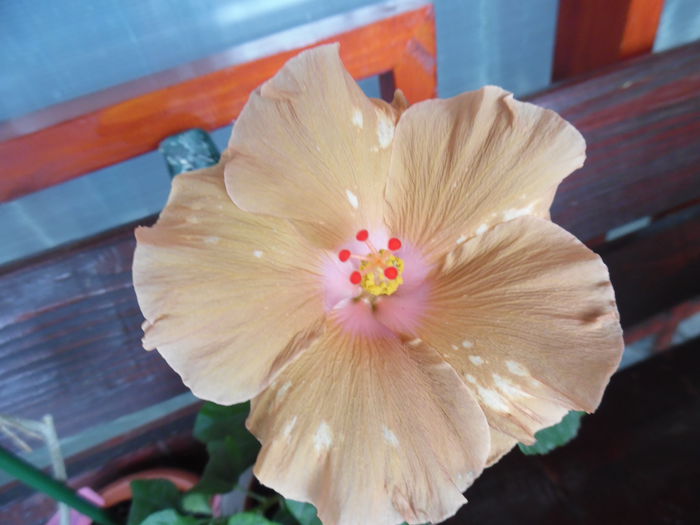 antique treasure - Hibiscus 2015