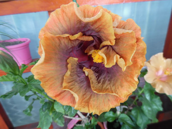 053 - Hibiscus 2015