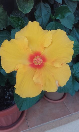 20150826_191942 - hibi 2015