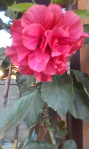 20150826_191640 - hibi 2015