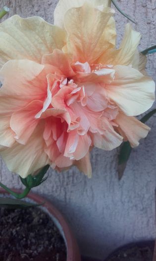 20150826_191722 - hibi 2015