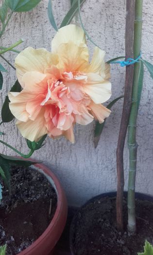 20150826_191728 - hibi 2015