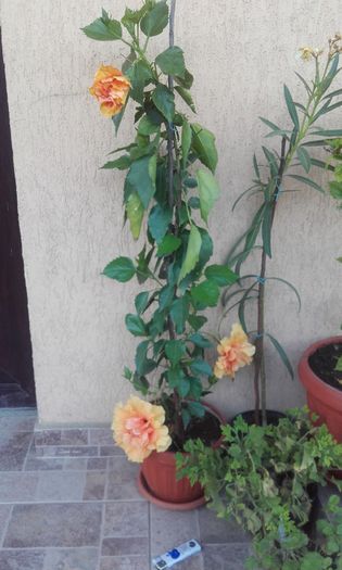 20150826_191747 - hibi 2015