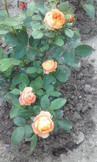 20150826_192129