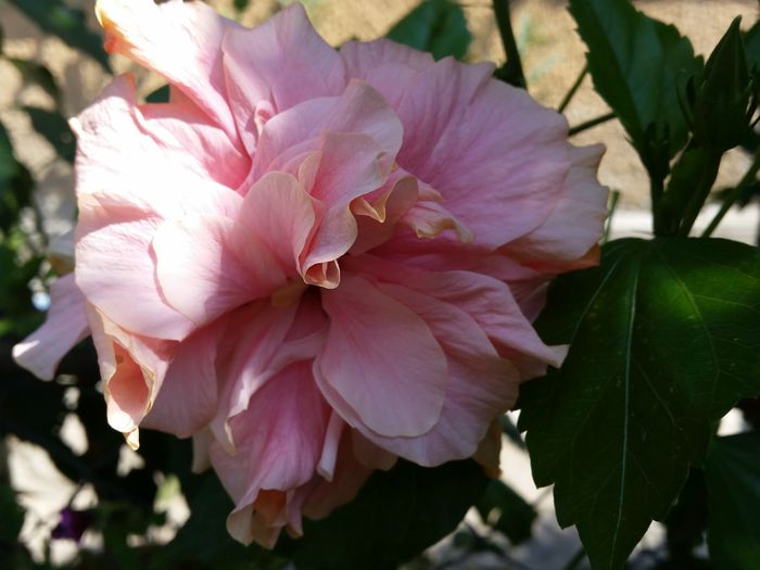 Classic pink