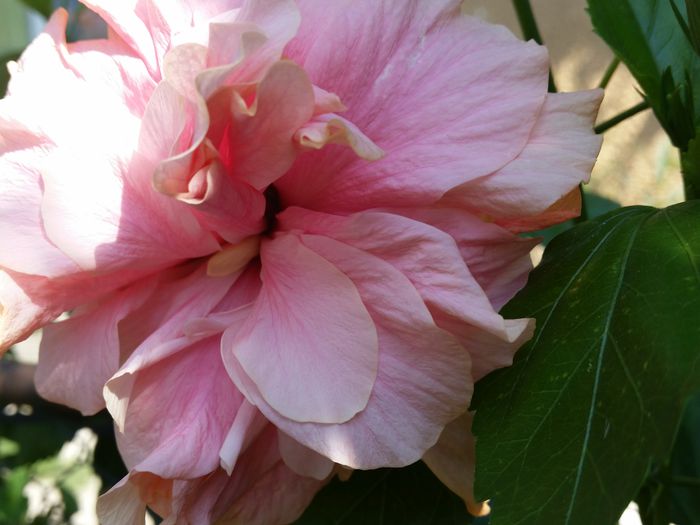  - hibiscus
