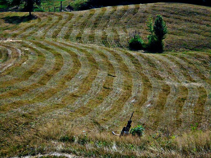 DSC04992 - Poze natura