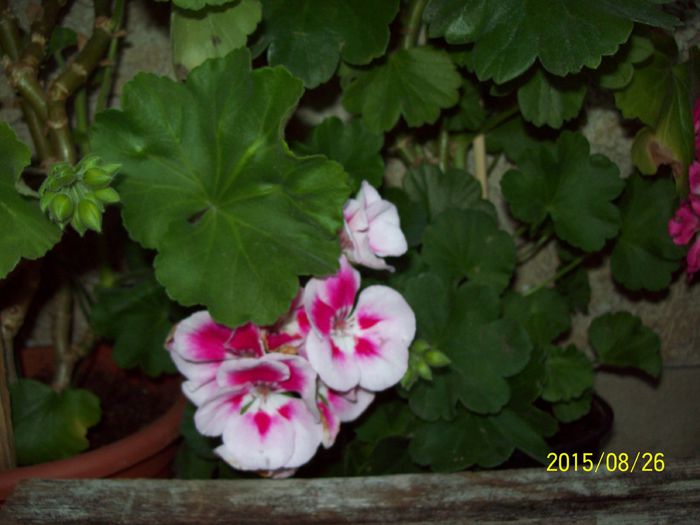 103_5064 - Muscate 2015-2016