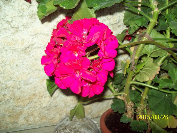 103_5066 - Muscate 2015-2016