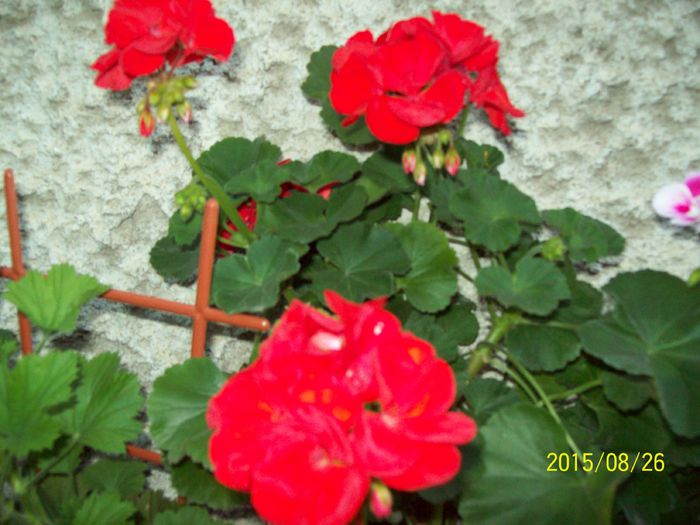 103_5067 - Muscate 2015-2016