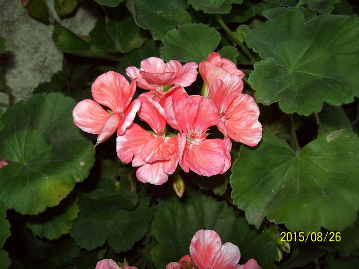 103_5068 - Muscate 2015-2016