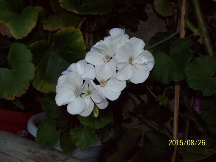 103_5069 - Muscate 2015-2016