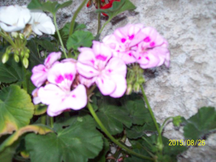 103_5070 - Muscate 2015-2016