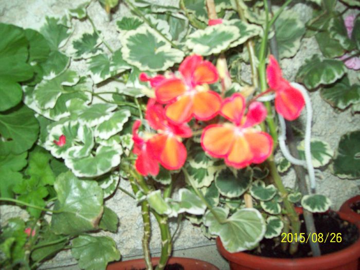 103_5072 - Muscate 2015-2016