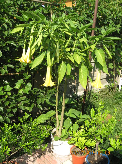 Picture 3838 - 3 BRUGMANSIA