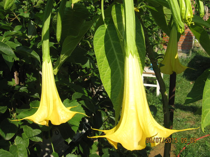 Picture 3840 - 3 BRUGMANSIA