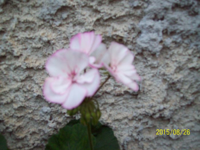 103_5047 - Muscate 2015-2016