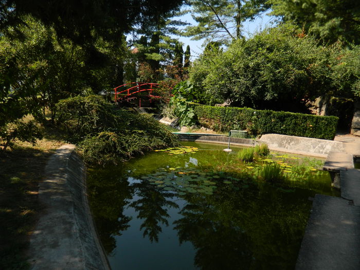 DSCN5784 - 2015_GRADINA BOTANICA JIBOU