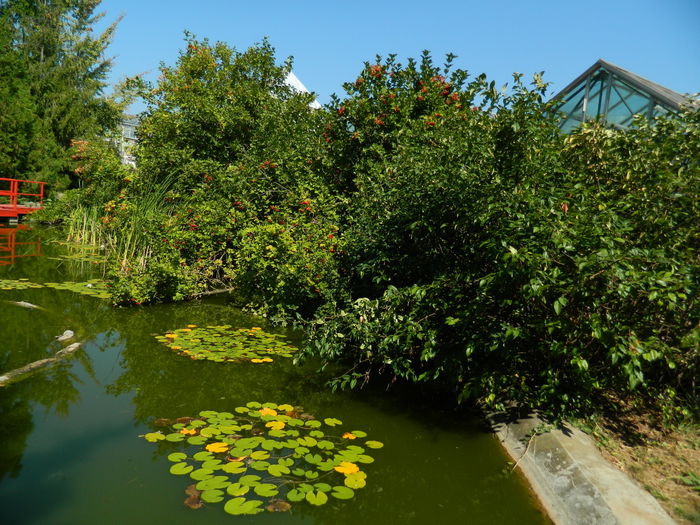 DSCN5785 - 2015_GRADINA BOTANICA JIBOU