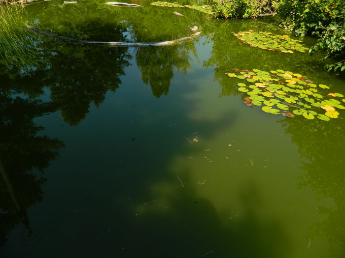 DSCN5786 - 2015_GRADINA BOTANICA JIBOU