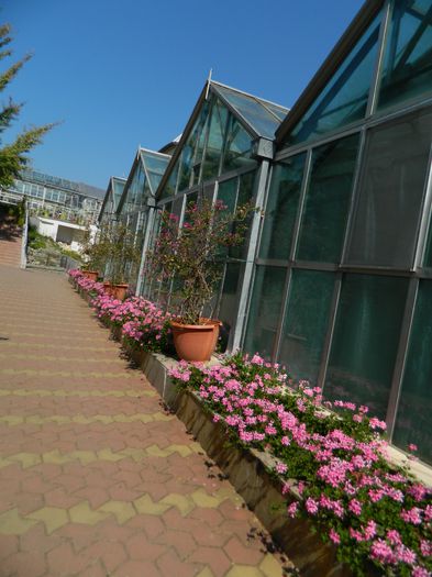 DSCN5790 - 2015_GRADINA BOTANICA JIBOU