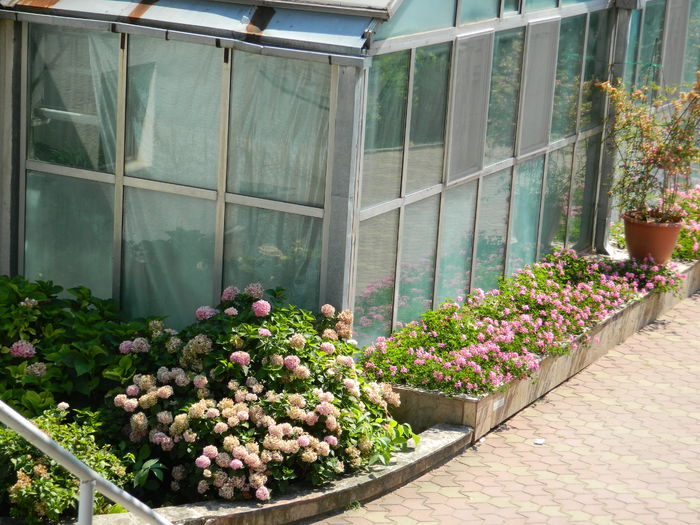 DSCN5798 - 2015_GRADINA BOTANICA JIBOU