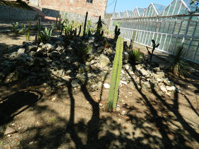 DSCN5802 - 2015_GRADINA BOTANICA JIBOU