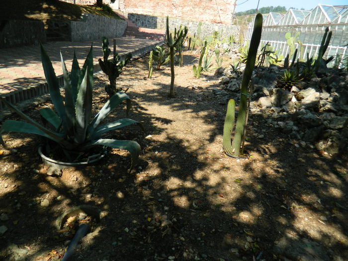 DSCN5803 - 2015_GRADINA BOTANICA JIBOU