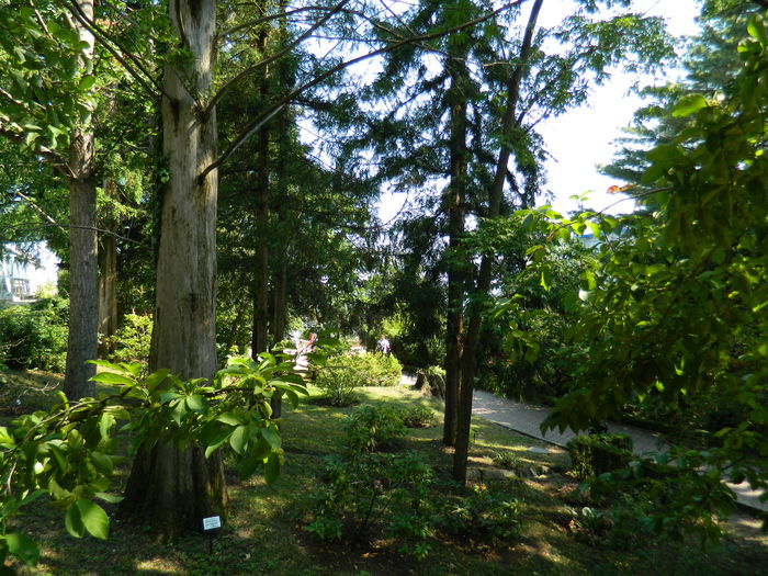 DSCN5805 - 2015_GRADINA BOTANICA JIBOU