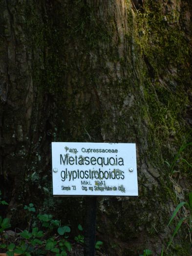 DSCN5806 - 2015_GRADINA BOTANICA JIBOU