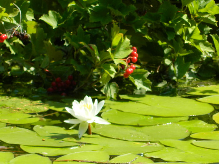 DSCN5820 - 2015_GRADINA BOTANICA JIBOU