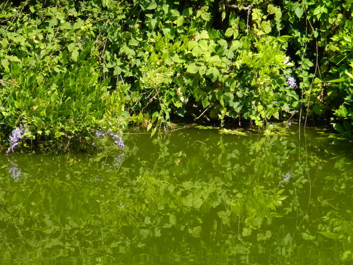 DSCN5821 - 2015_GRADINA BOTANICA JIBOU