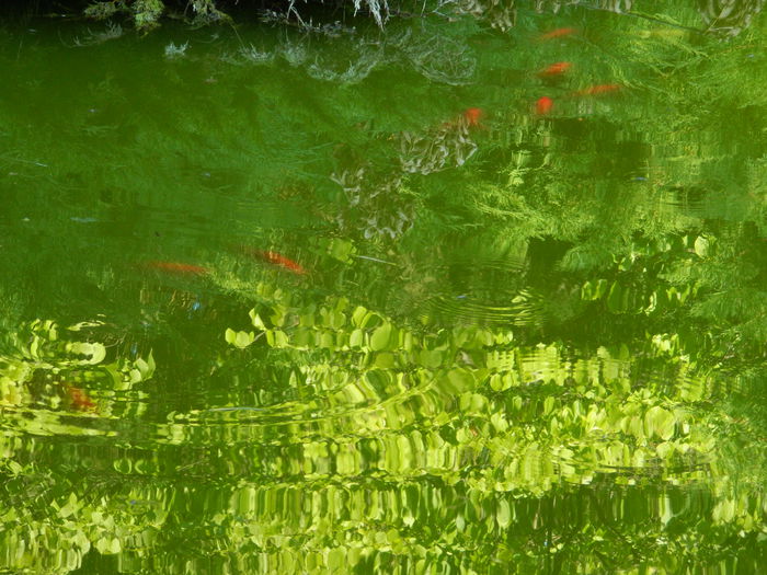 DSCN5823 - 2015_GRADINA BOTANICA JIBOU