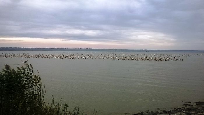 Cârd de pelicani pe Lacul Brateș - w PESCUIT SPORTIV