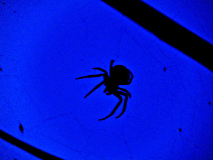 DSC00002 - Poze natura