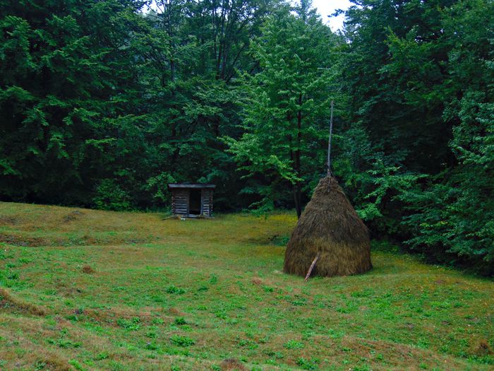 DSC09843 - Poze natura
